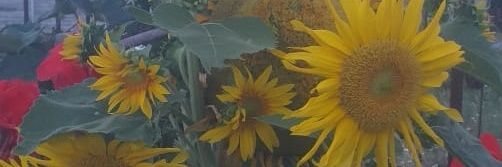 lanbymy's profile banner image