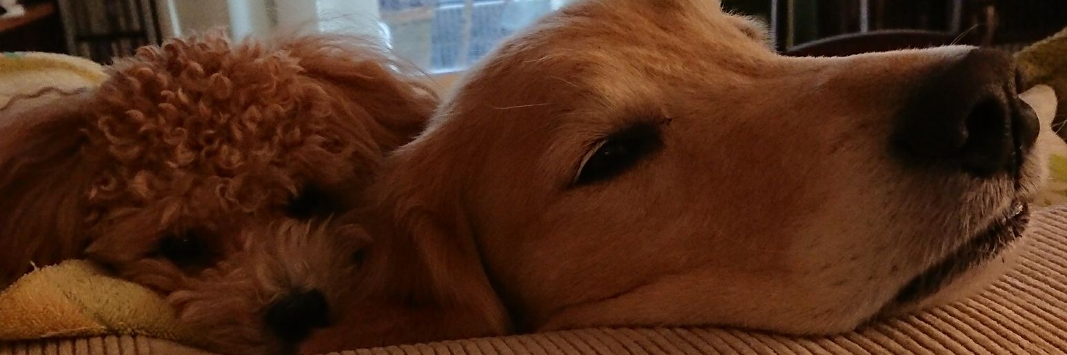 goldenkomame banner