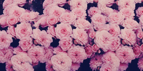 ccajarko's profile banner image