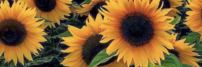 emilygeel's profile banner image