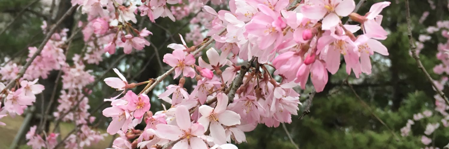 m_poppingshower's profile banner image