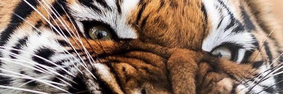 AxChinx's profile banner image