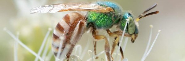 BeeSipOnline Profile Banner