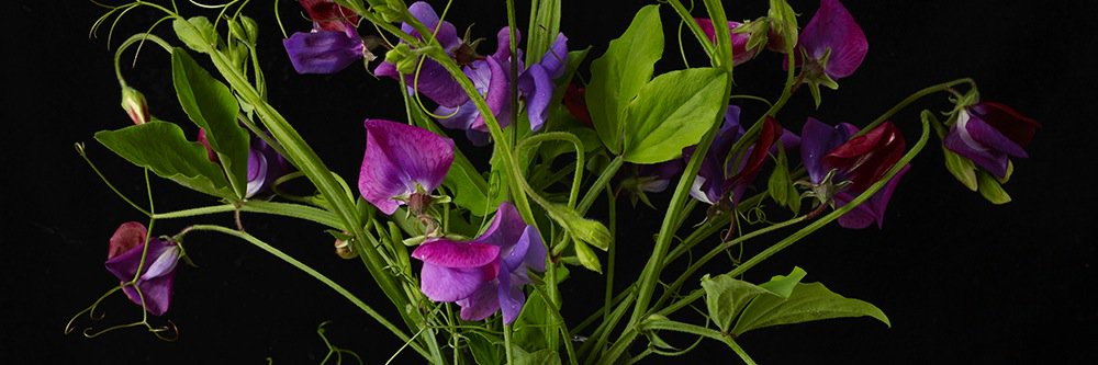 duttonphotos's profile banner image