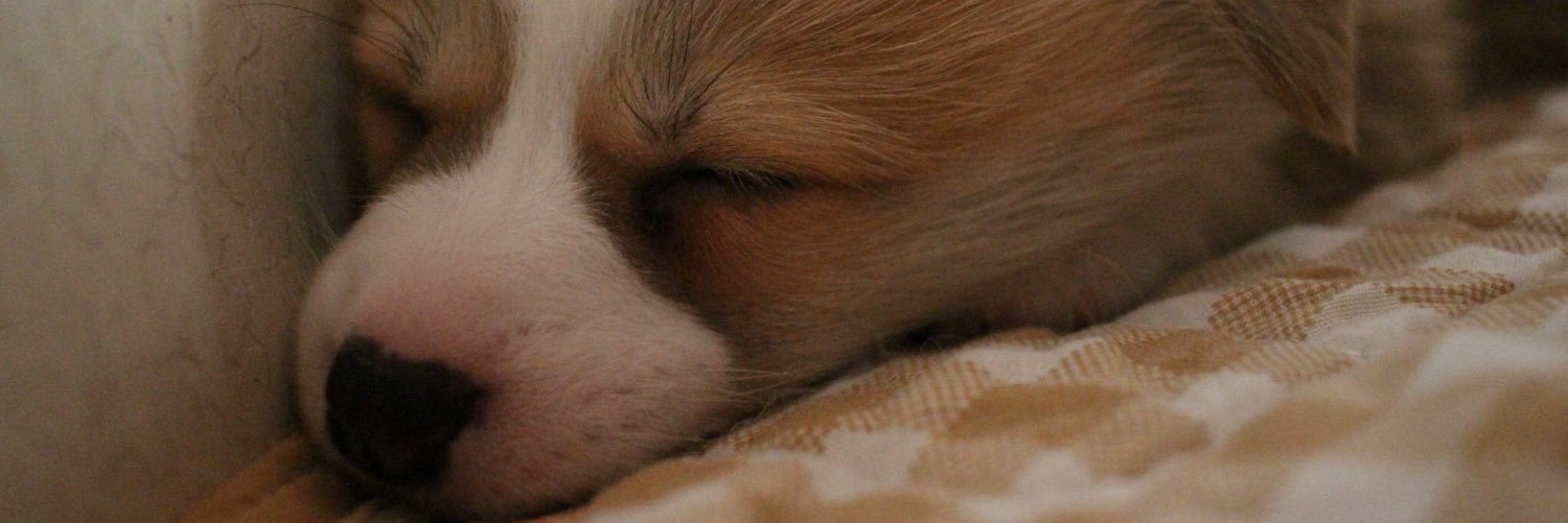 fuuta_corgi's profile banner image