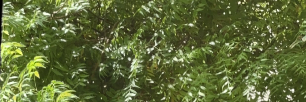 assirirose's profile banner image