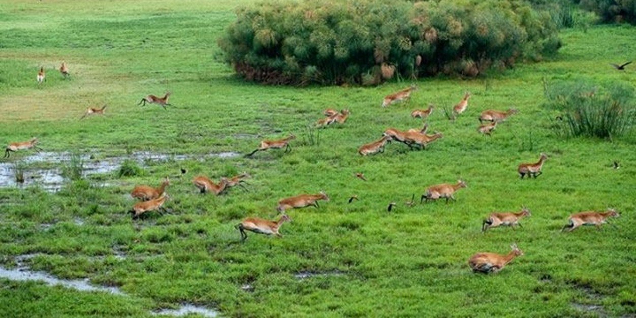 David Sitondo banner