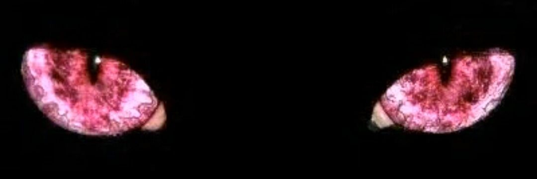 ____My_luv_'s profile banner image
