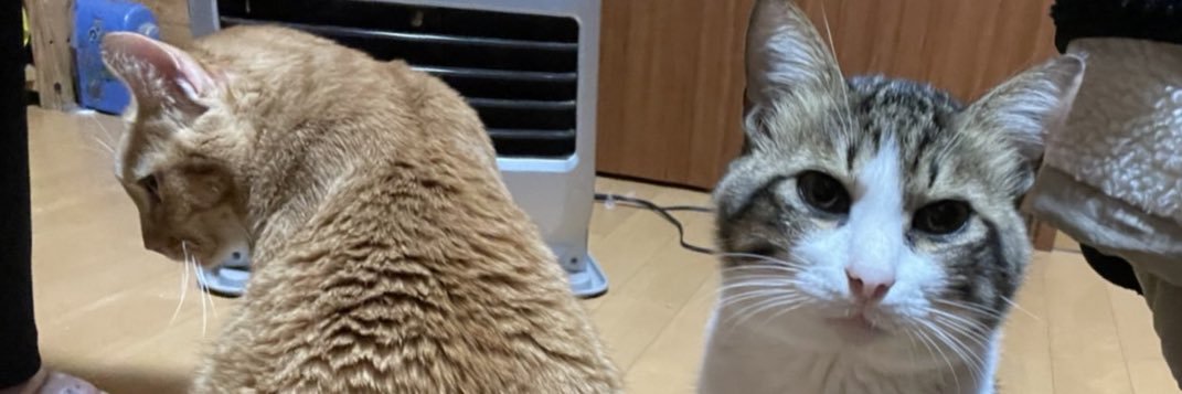 gomadebu1231021's profile banner image