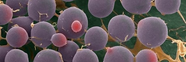 ferryhagen Profile Banner