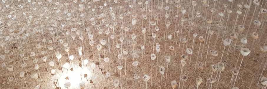 desaintleger david banner