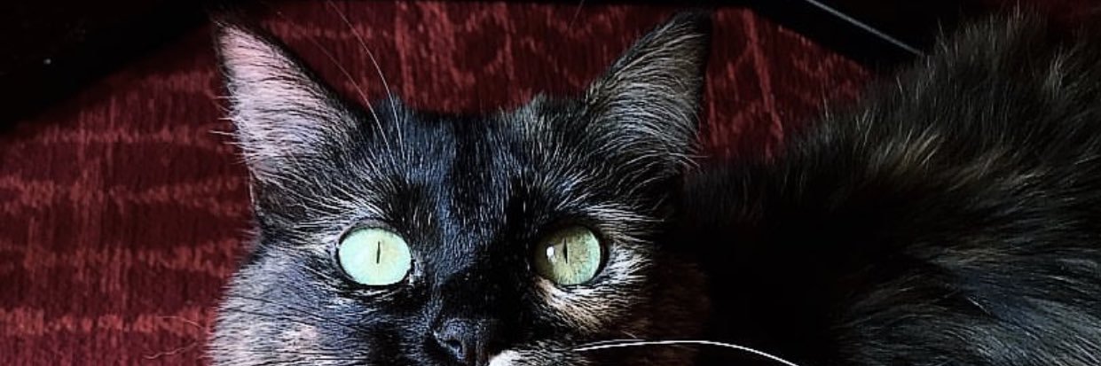 culona2011's profile banner image