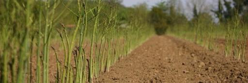 Jolly Asparagus banner
