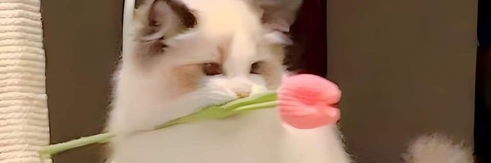 Soileal_'s profile banner image