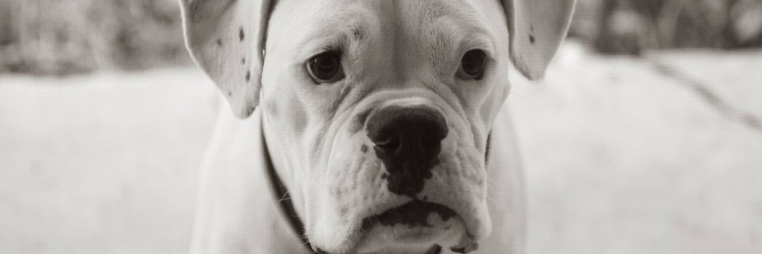 bxrbenny's profile banner image