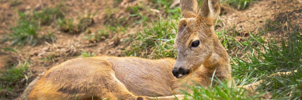 capreolus105's profile banner image