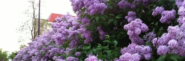 KUPoliticalSci Profile Banner