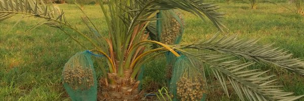 FalahDf Profile Banner