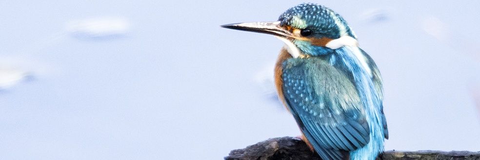 Raul Anillo 📷 banner