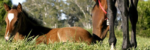Phoenix_mare's profile banner image