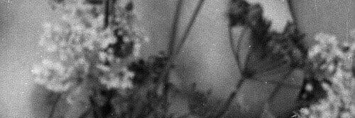 frau_lizard's profile banner image