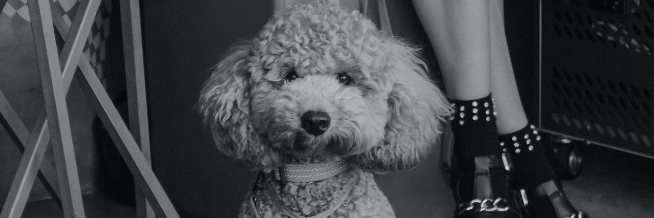 Poodle 🐩 banner
