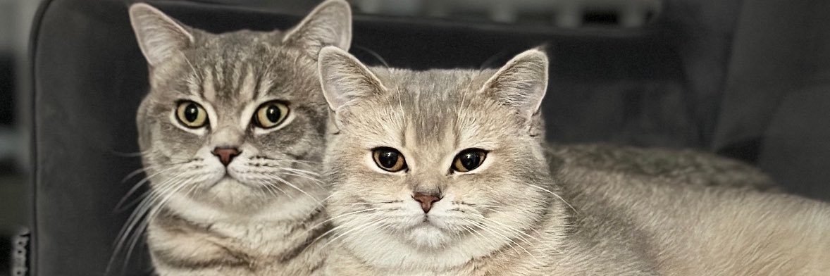 gümüş&luna banner