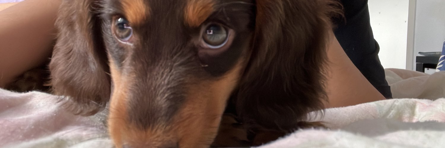 lauragalvaoalve's profile banner image
