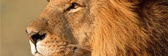fearocioustalk's profile banner image