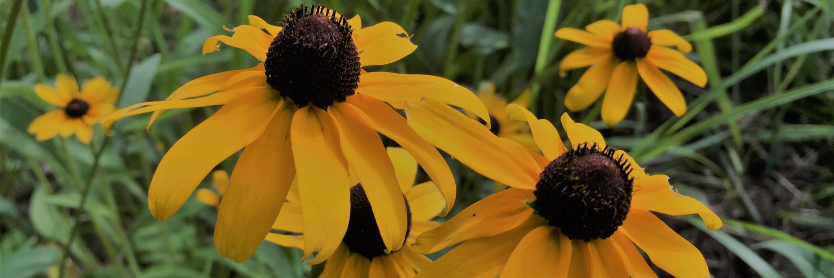 Toronto Green Community banner