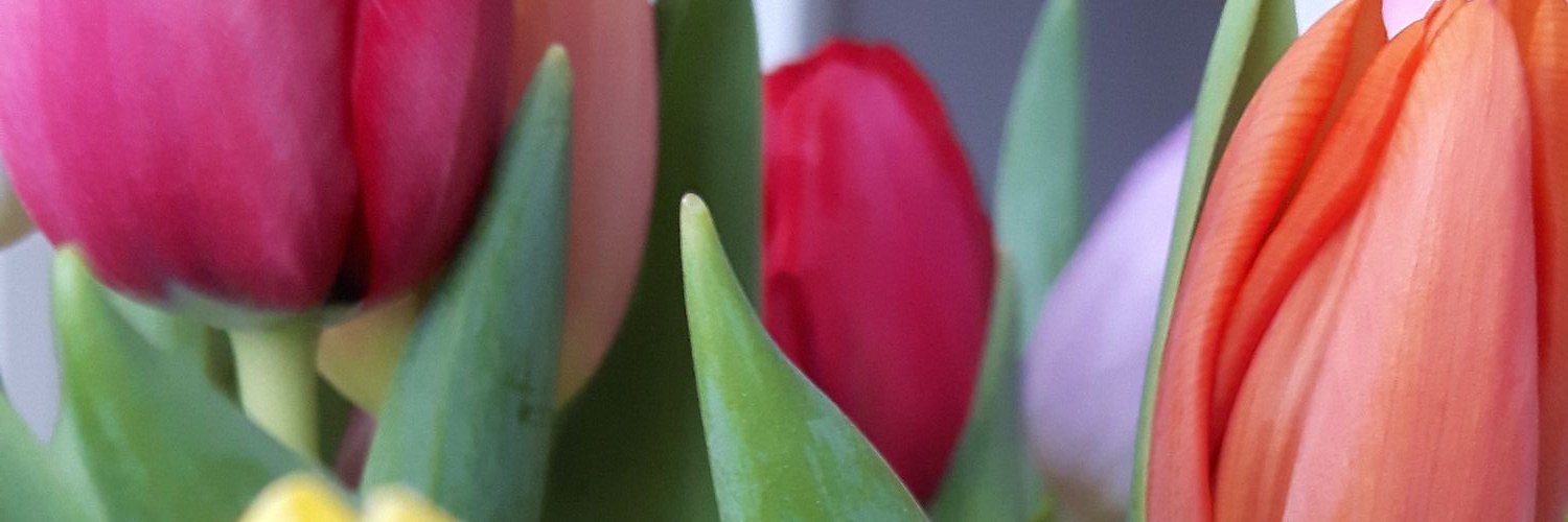 Janineschn01's profile banner image