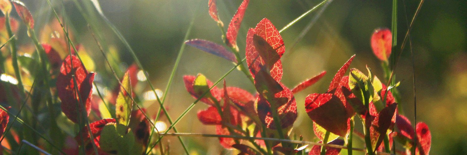LIFE_REstore's profile banner image