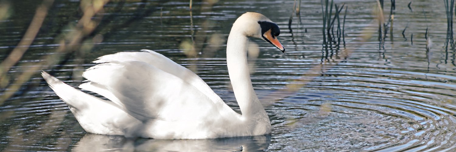 TheSwanMotel's profile banner image