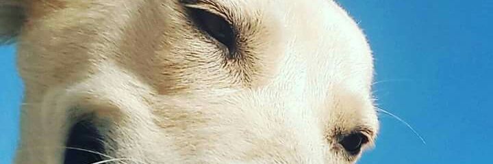 TriniReporter's profile banner image