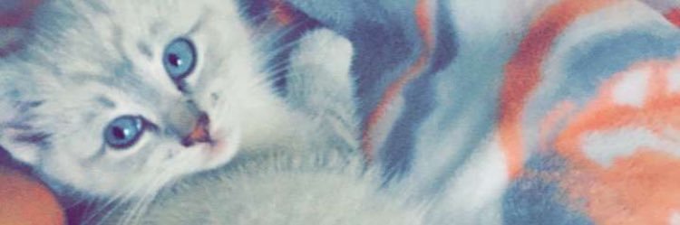 whitneyschilt's profile banner image