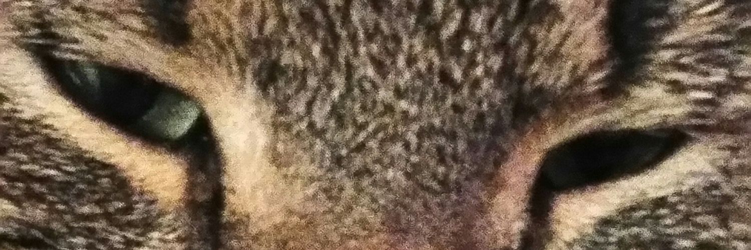 bloss_nich's profile banner image