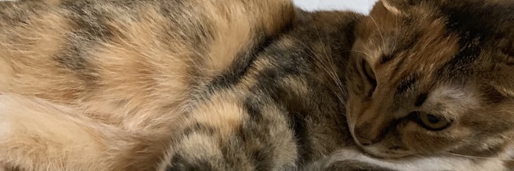 paro_ne's profile banner image