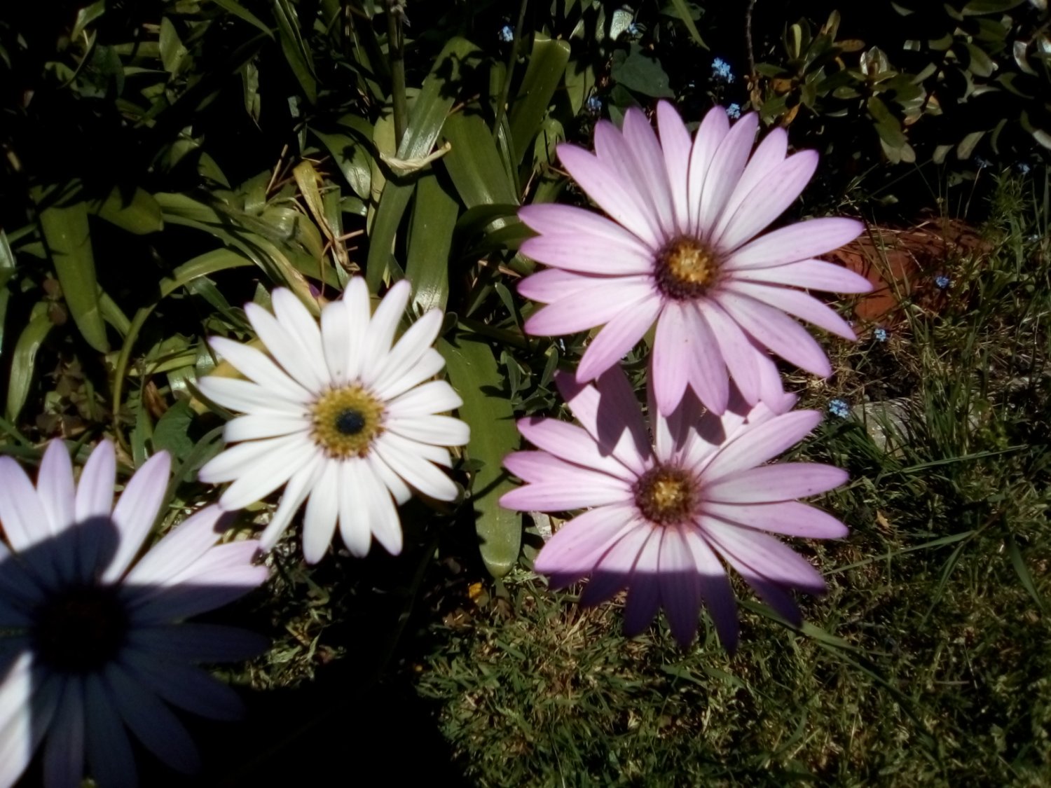 Ani May 🐝🍀 banner