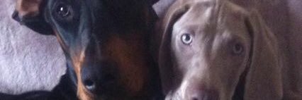 danks1980's profile banner image