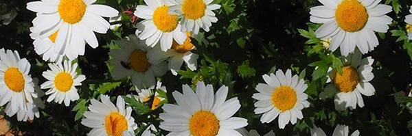 youngdumbestkid's profile banner image