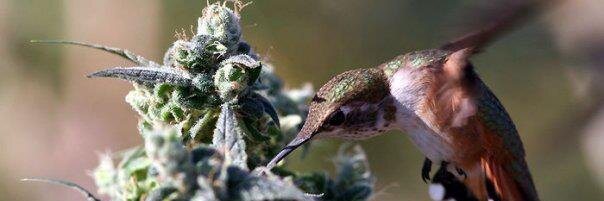 Daily Chronic banner