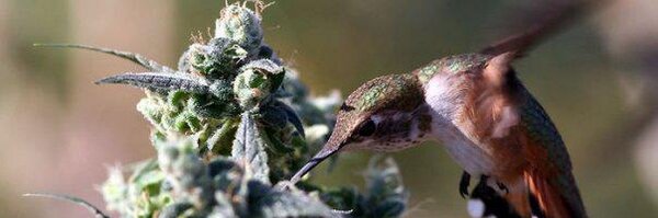 DailyChronic Profile Banner