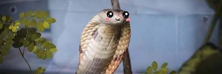 IsaSchafer's profile banner image