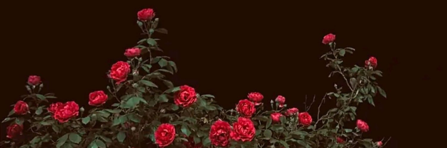 Toto_S_4's profile banner image
