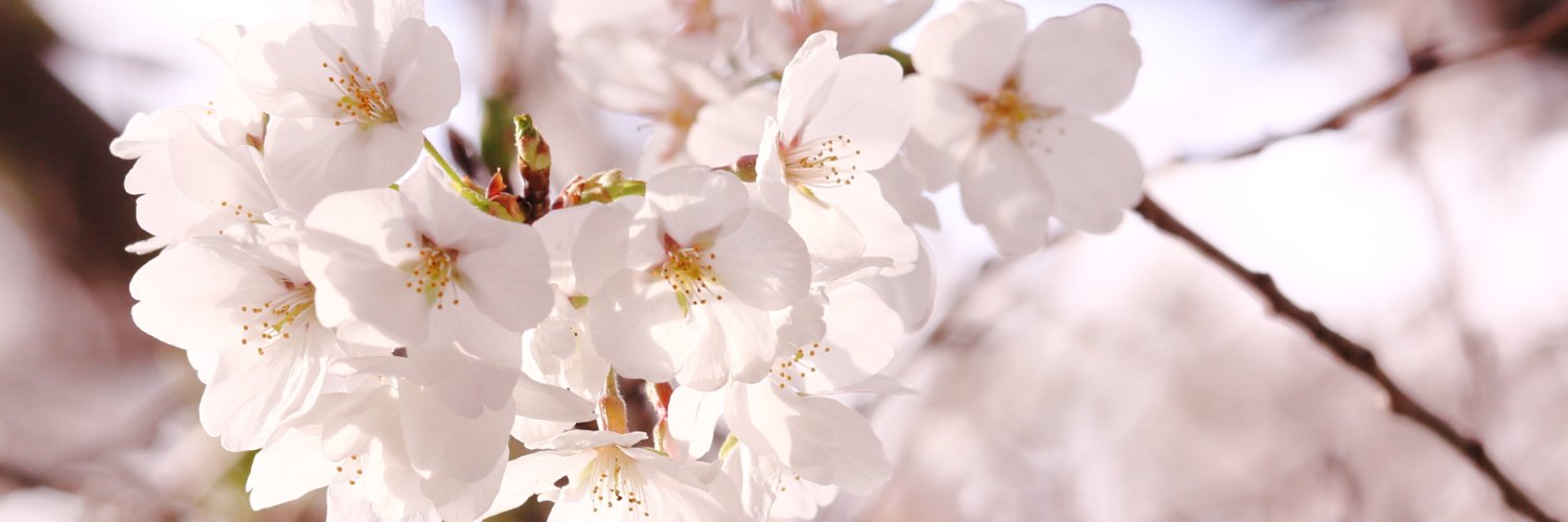 sunbearTama's profile banner image