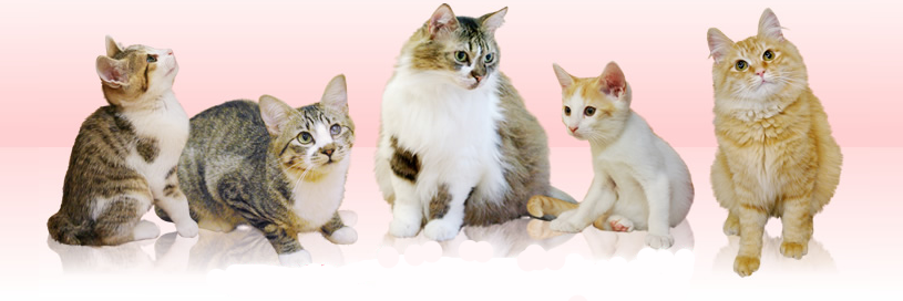 Little_Cats16's profile banner image