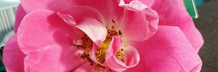tabetha_barnish's profile banner image