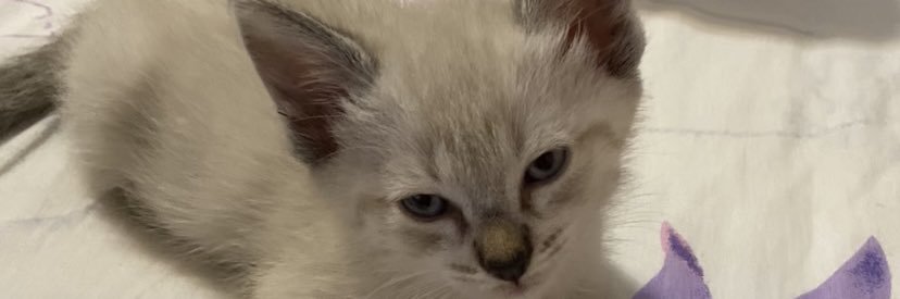 carolronna's profile banner image