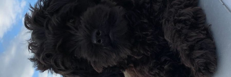 justszh's profile banner image