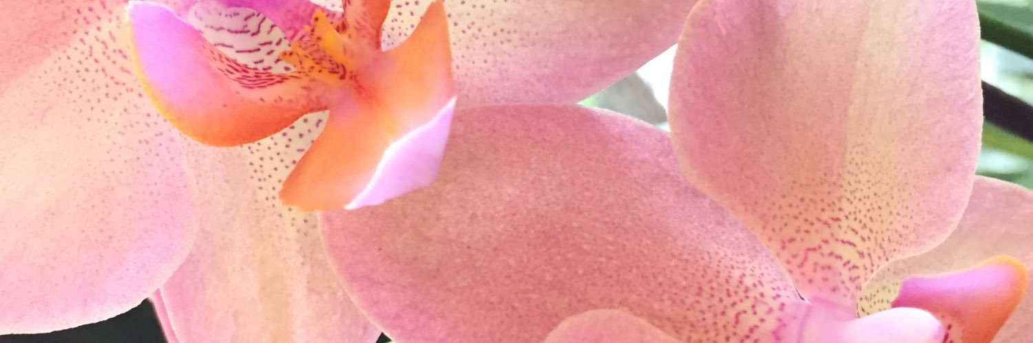 KatSeastrunk's profile banner image